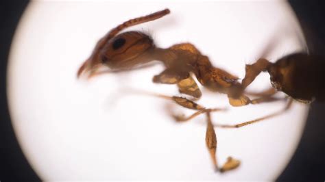 Live Ant Under Microscope in 4k .